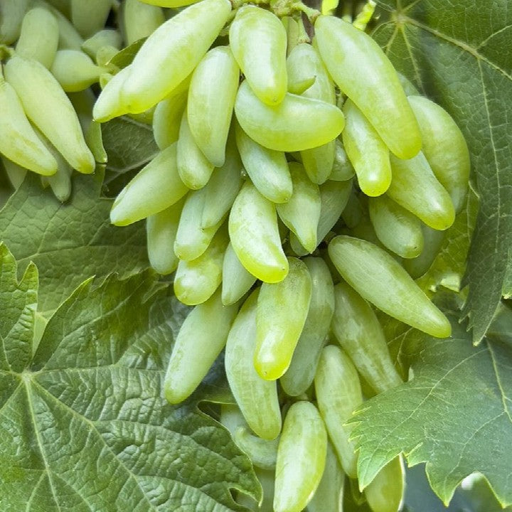 Witch Finger Grape Vine (Elongated Black Grape – Vitis vinifera)