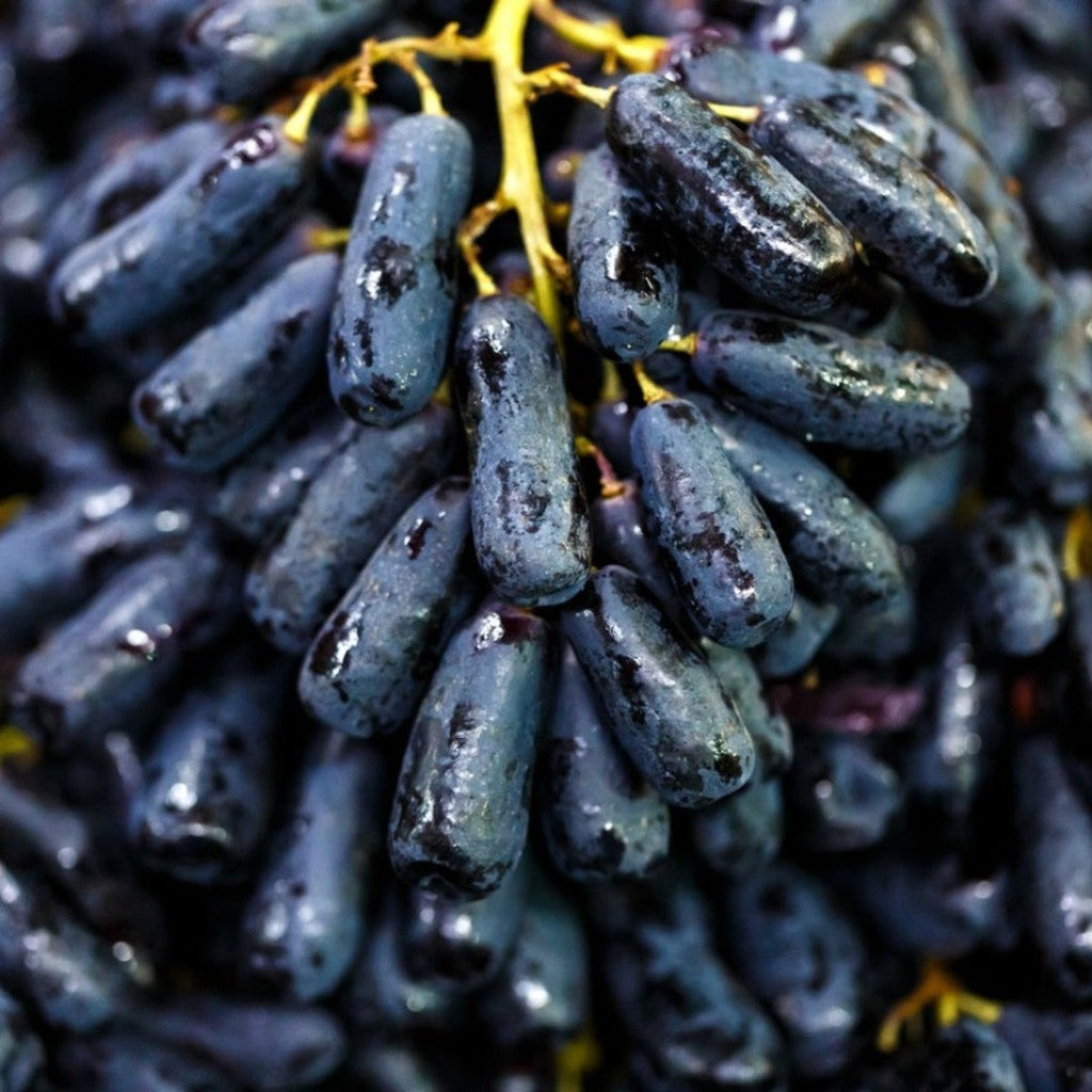 Witch Finger Grape Vine (Elongated Black Grape – Vitis vinifera)