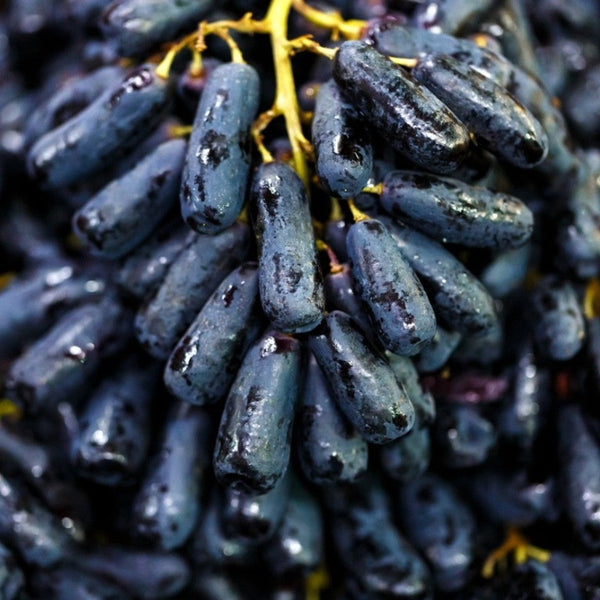 Witch Finger Grape Vine (Elongated Black Grape – Vitis vinifera)