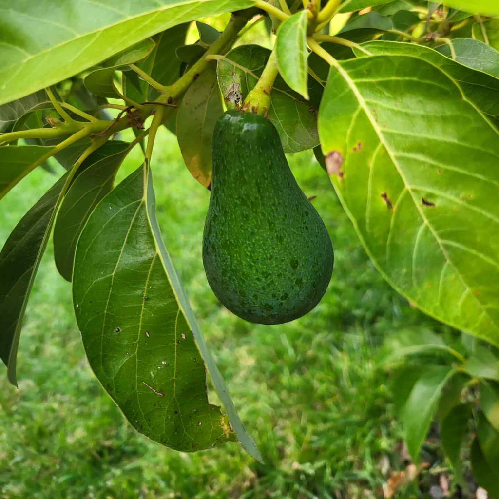 Avocado Tree (Green Variety)