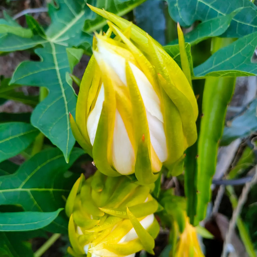 Dragon Fruit Plant (Yellow Variety – Selenicereus megalanthus)