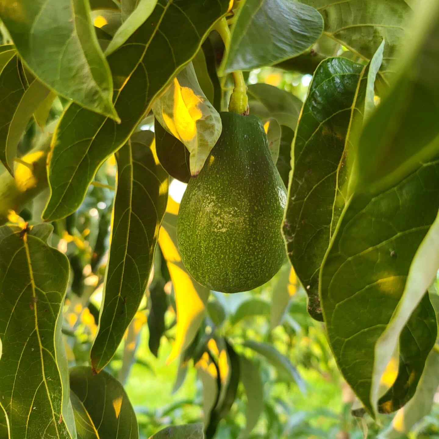 Avocado Tree (Green Variety)