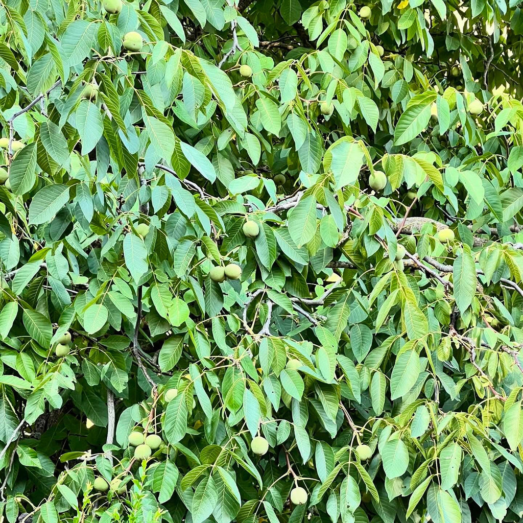 Walnut Tree