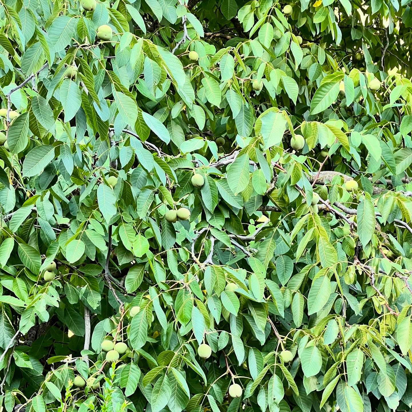 Walnut Tree