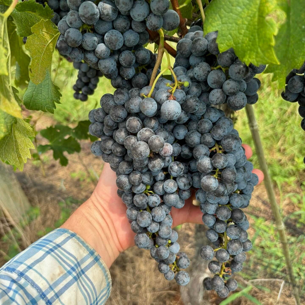 Black Grape Vine (Vitis vinifera – Classic Sweet Table Grapes)