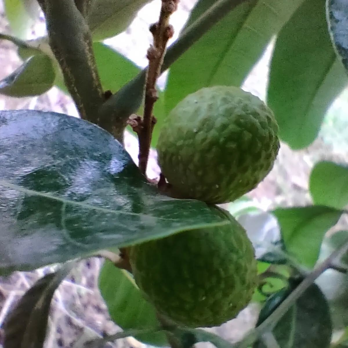 Longan Tree