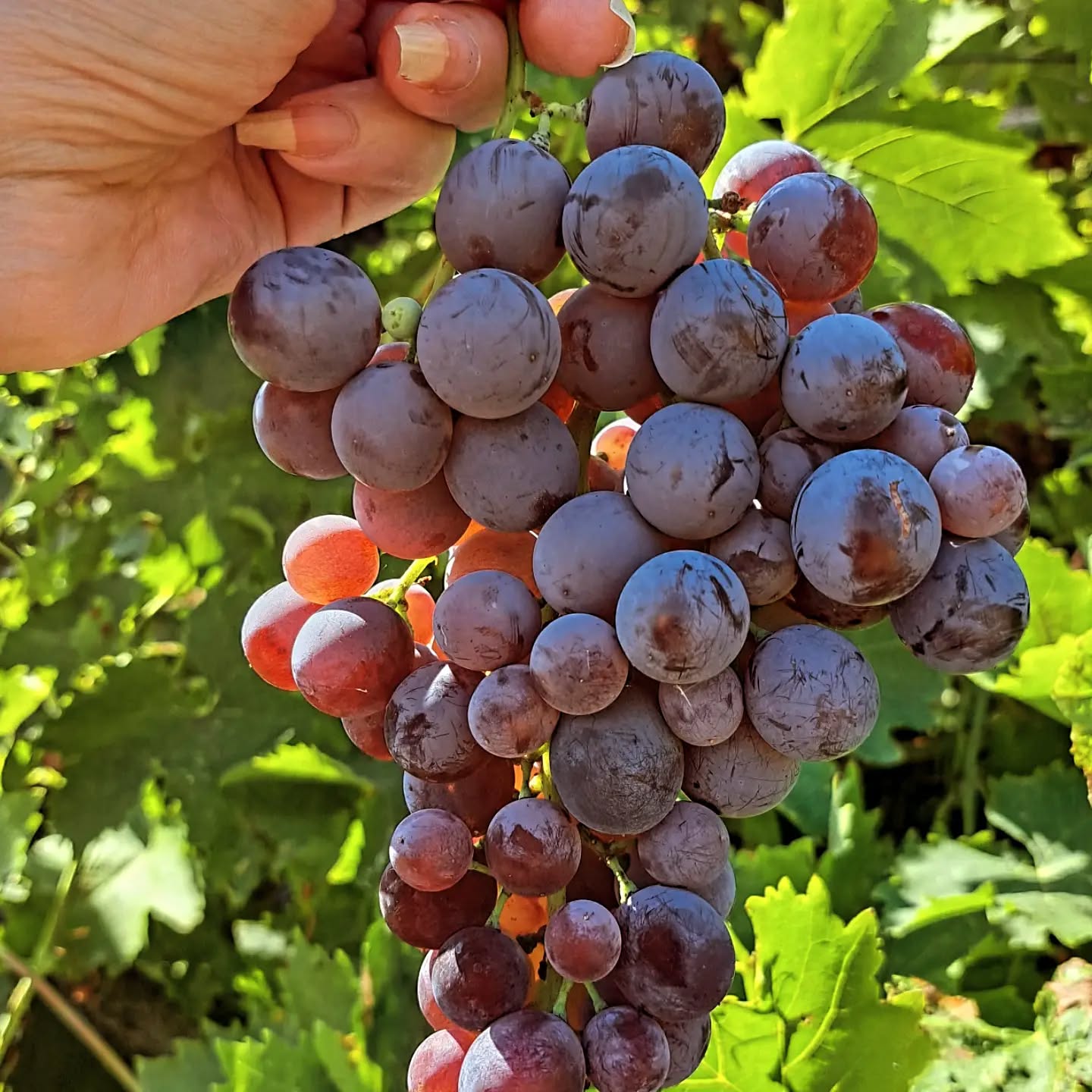 Red Toffee Grape Vine (Vitis vinifera – Sweet Candy-Like Red Grapes)