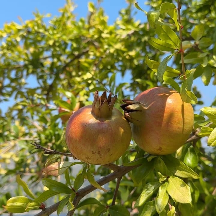 Desi Pomegranate Tree