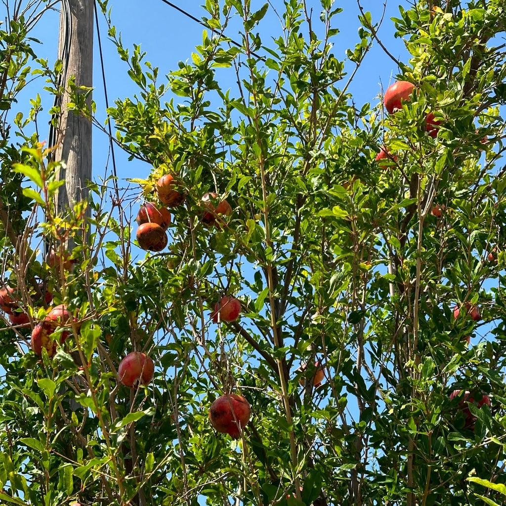 Desi Pomegranate Tree
