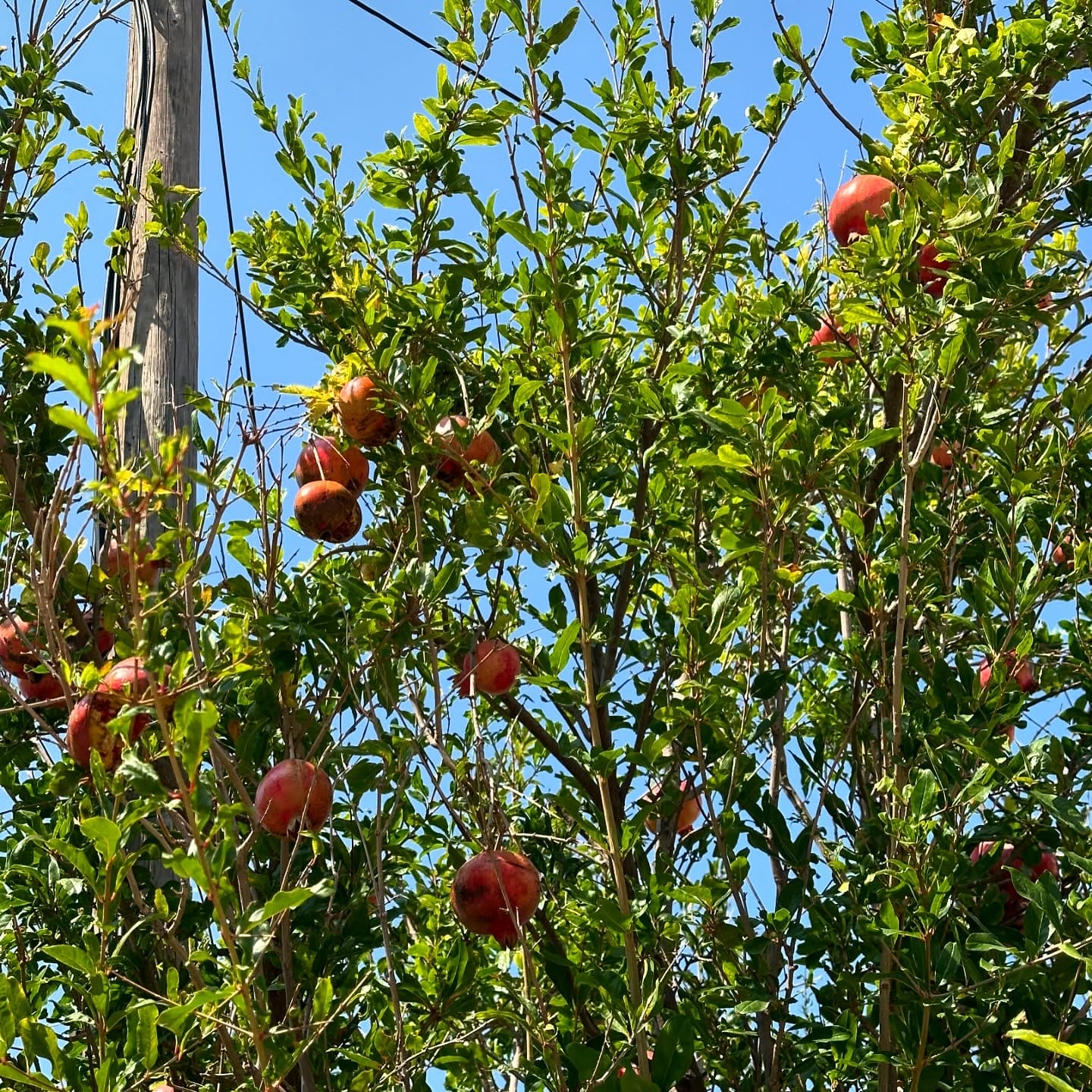 Desi Pomegranate Tree