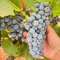 Black Grape Vine (Vitis vinifera – Classic Sweet Table Grapes)