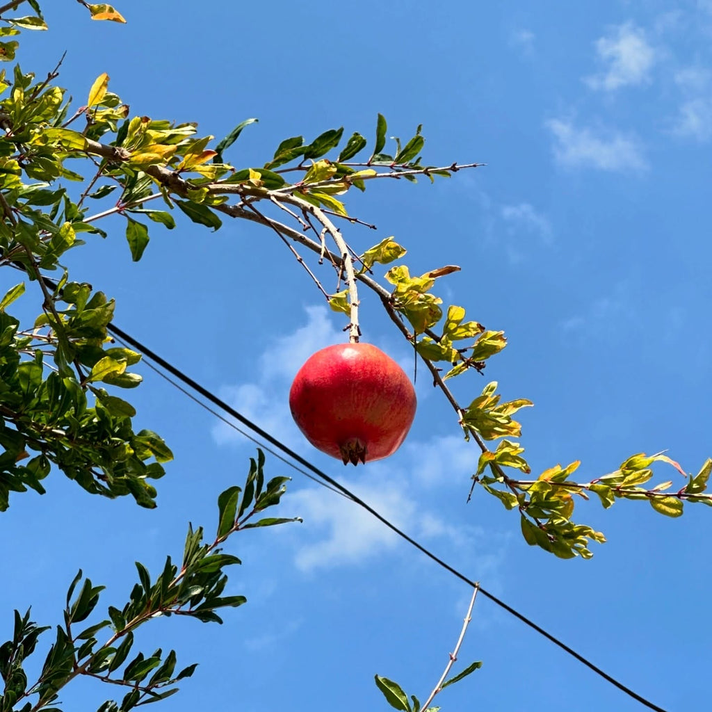 Desi Pomegranate Tree