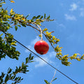 Desi Pomegranate Tree