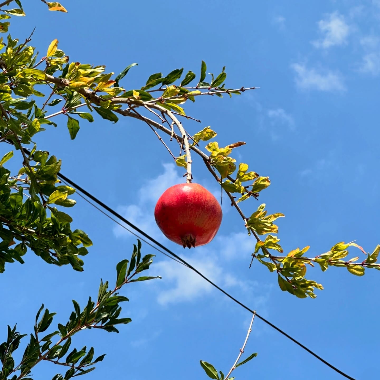 Desi Pomegranate Tree