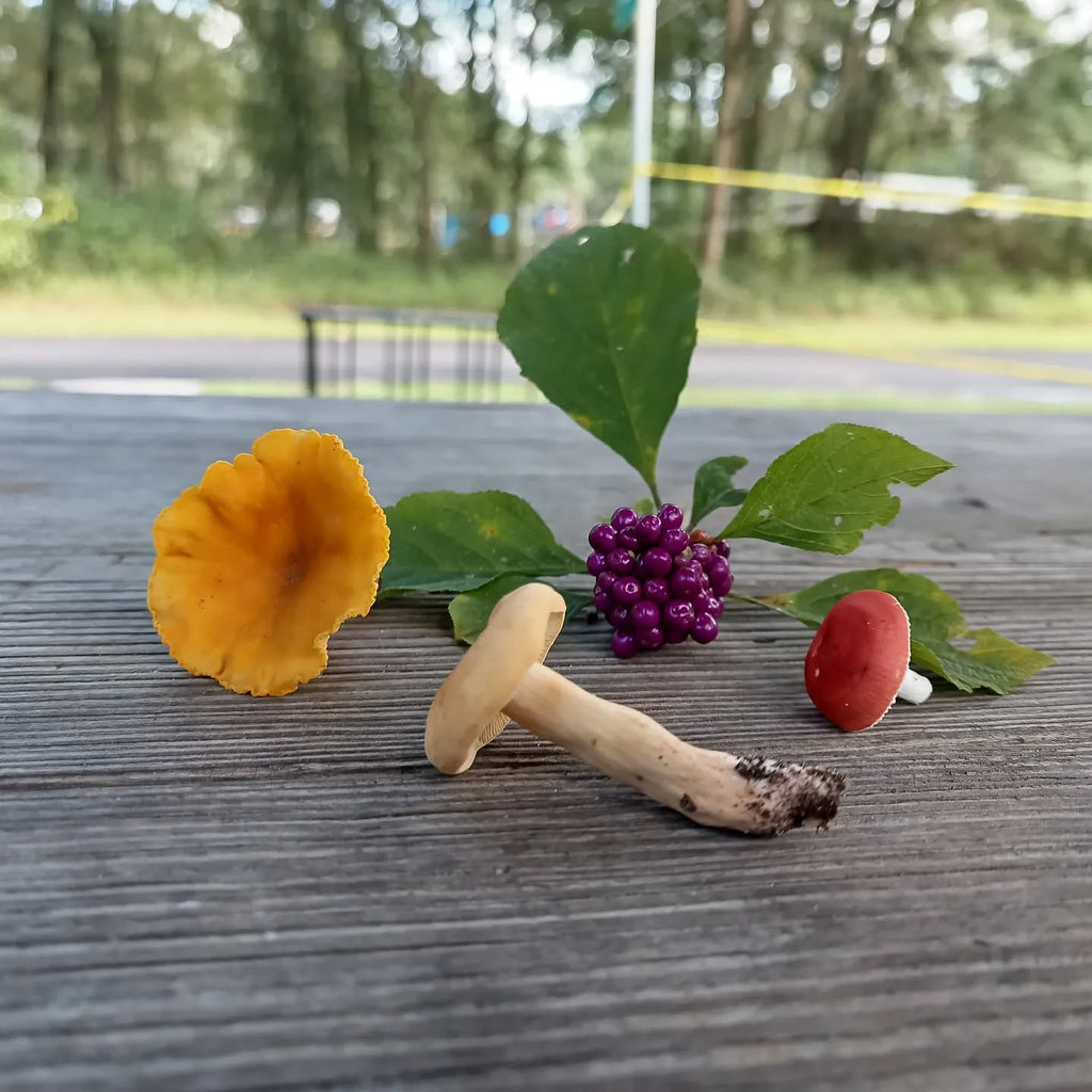 American Beautyberry Shrub -Callicarpa americana