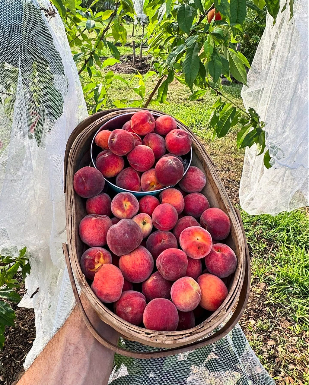 Peach Tree (Florida King Variety)