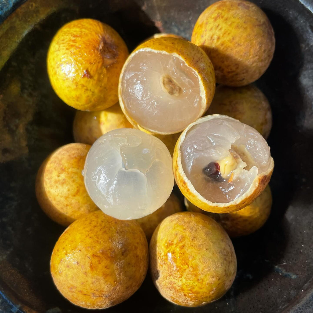Longan Tree