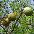 Indian Bael Tree (Wood Apple – Bel Patta)