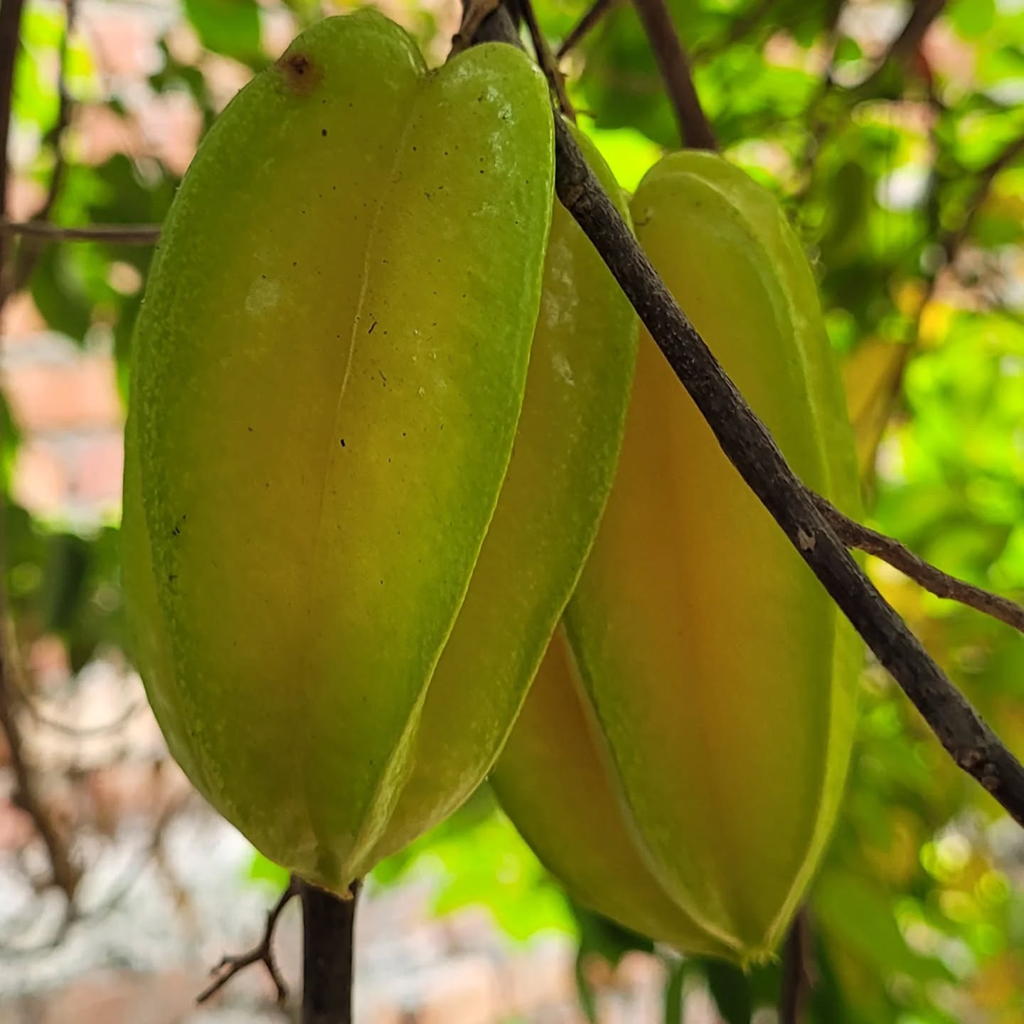 Starfruit Tree