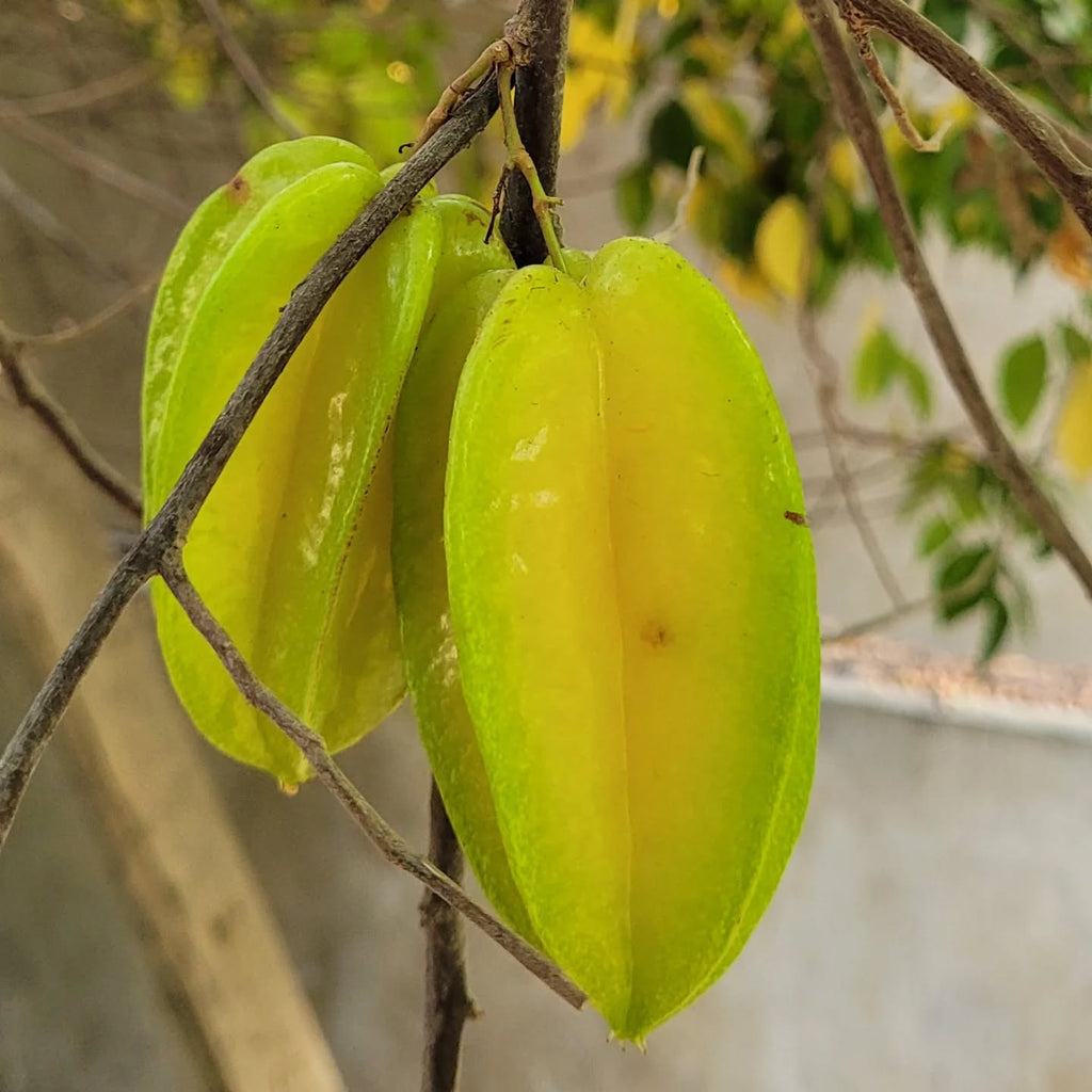 Starfruit Tree