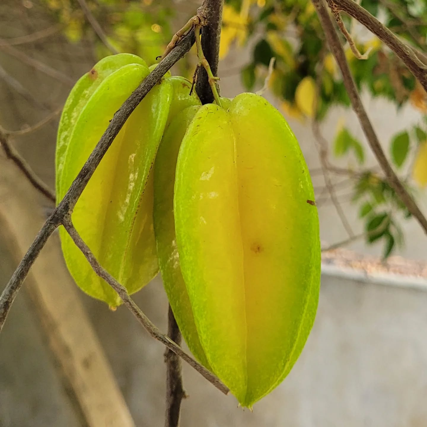 Starfruit Tree