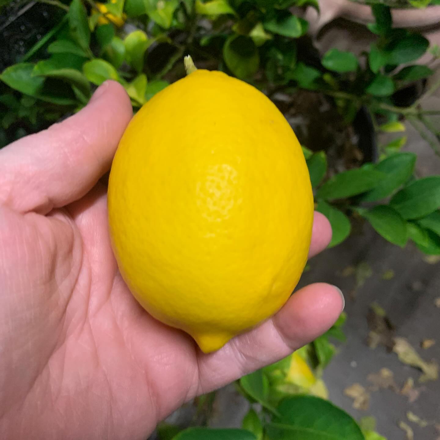 Meyer Lemon