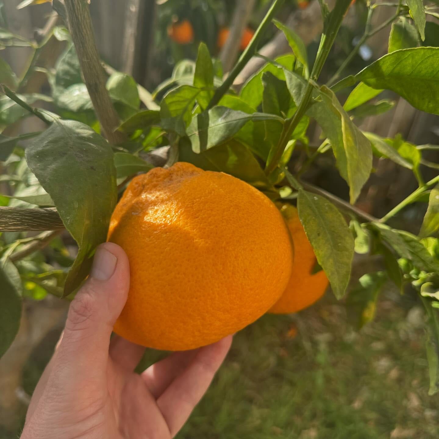 Decopon Citrus Plant (Sumo Orange)