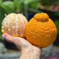 Decopon Citrus Plant (Sumo Orange)
