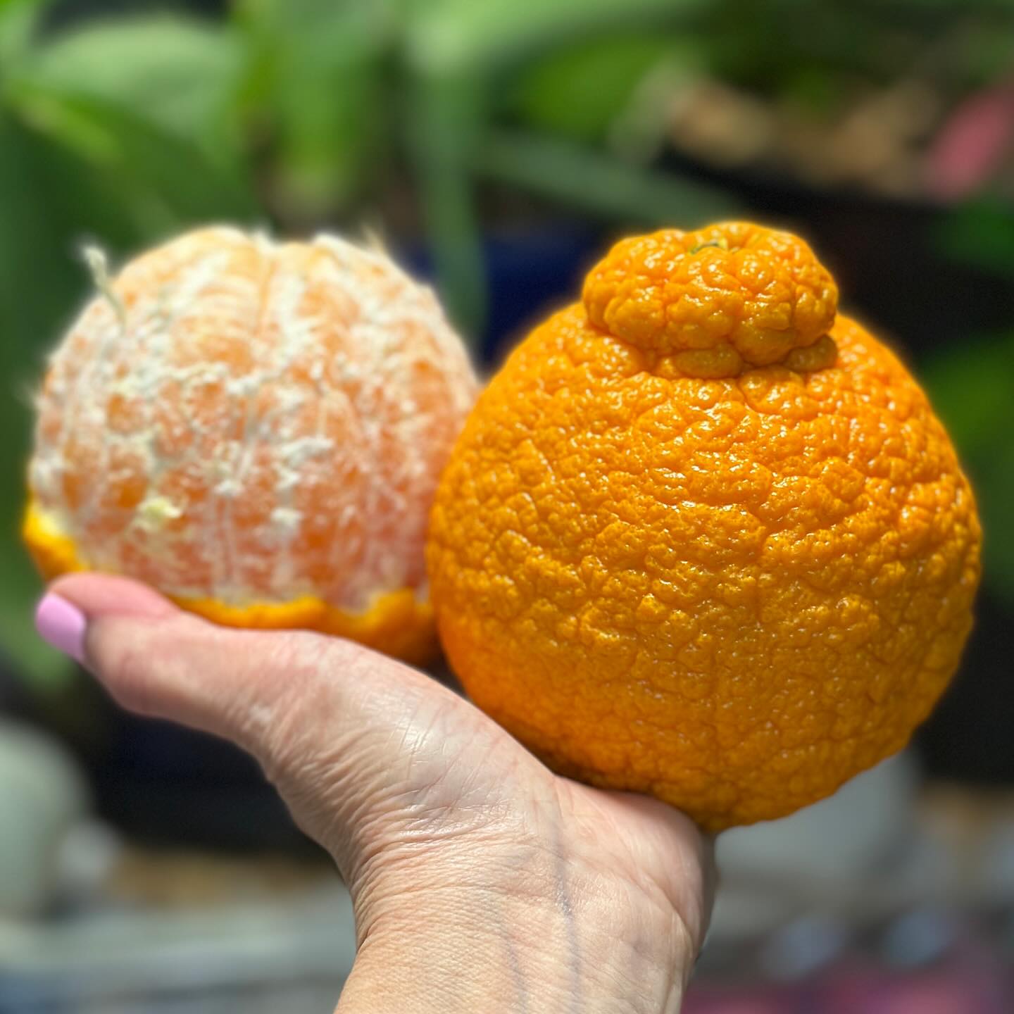 Decopon Citrus Plant (Sumo Orange)