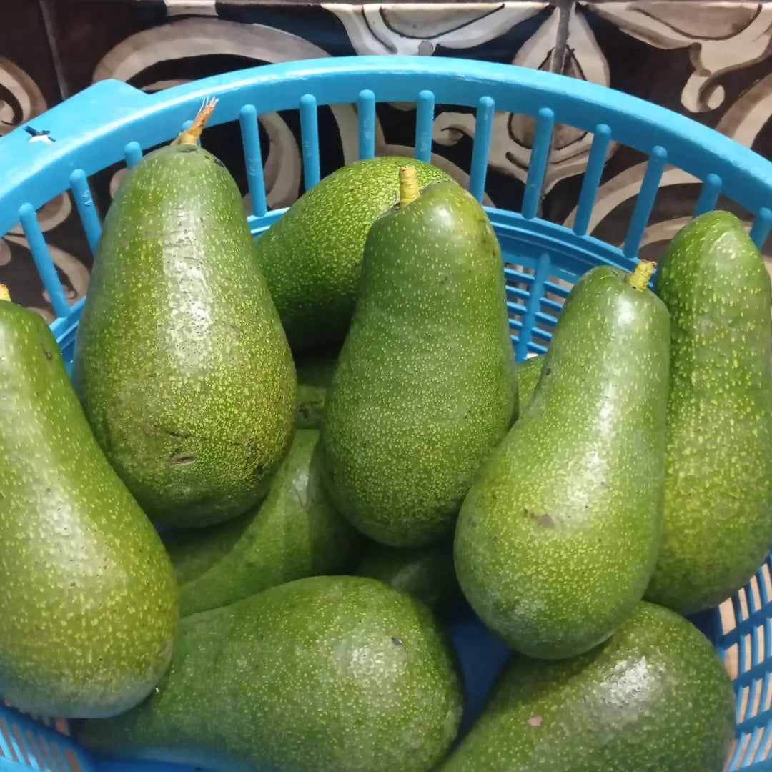 Avocado Tree (Hass Variety)