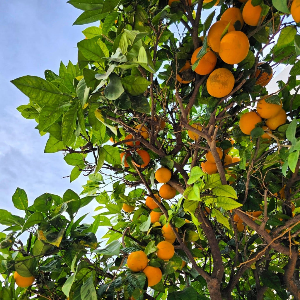 Malta Tree (Sweet Orange)