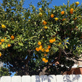 Minneola Tangelo Tree