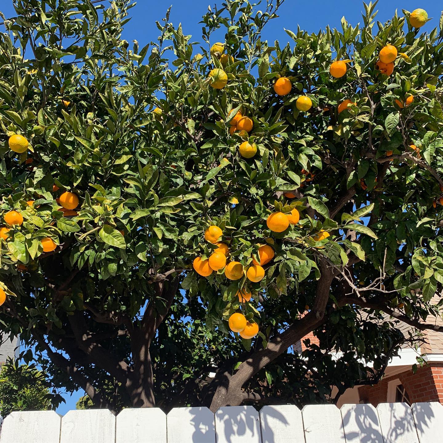 Minneola Tangelo Tree