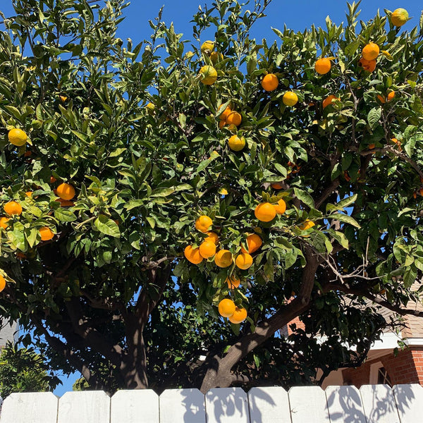 Minneola Tangelo Tree