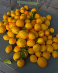 Meyer Lemon