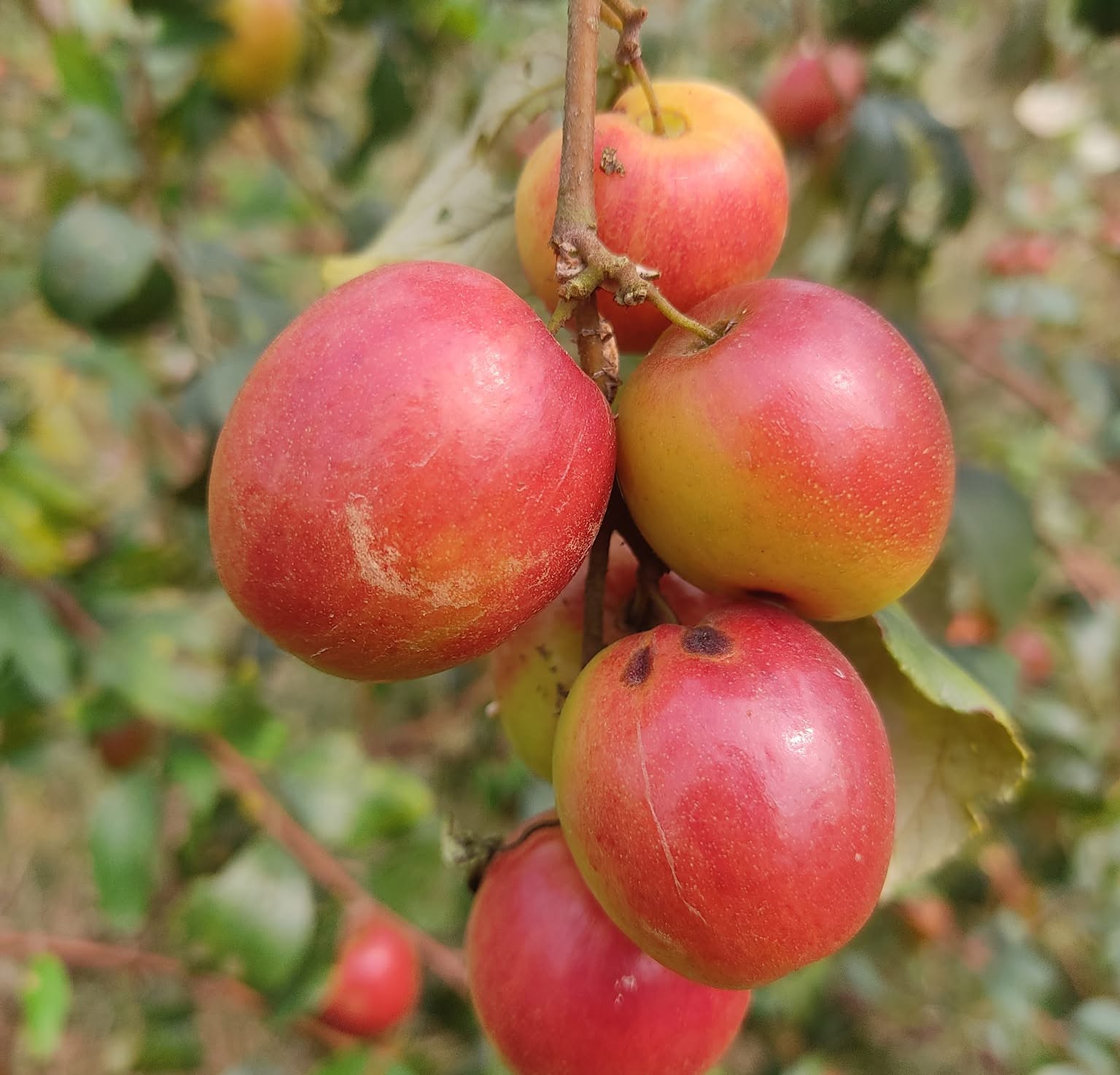 Jujube Tree