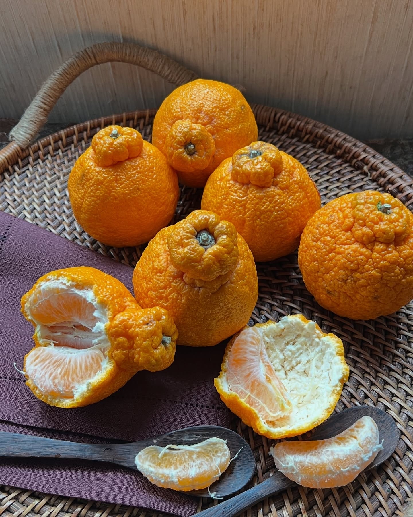 Decopon Citrus Plant (Sumo Orange)