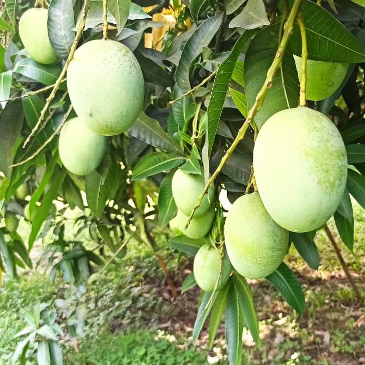 Mango Tree (Langra Variety – Sweet Pulp Desi Favorite)