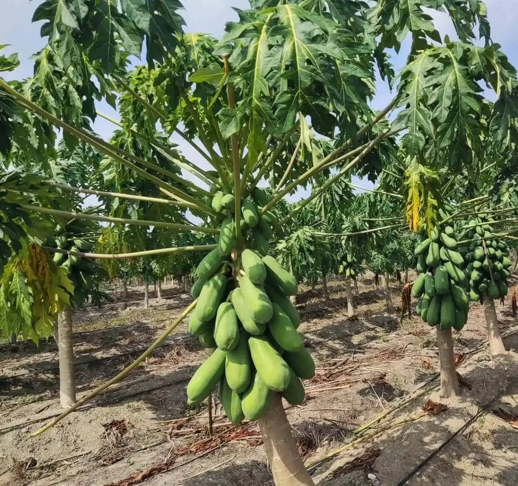 Papaya Tree