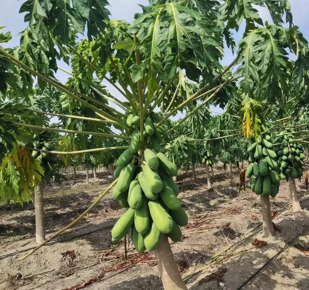 Papaya Tree