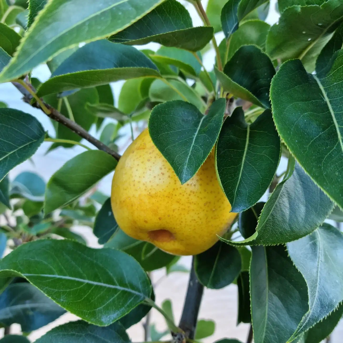 Pear Tree (Sweet Green Variety)