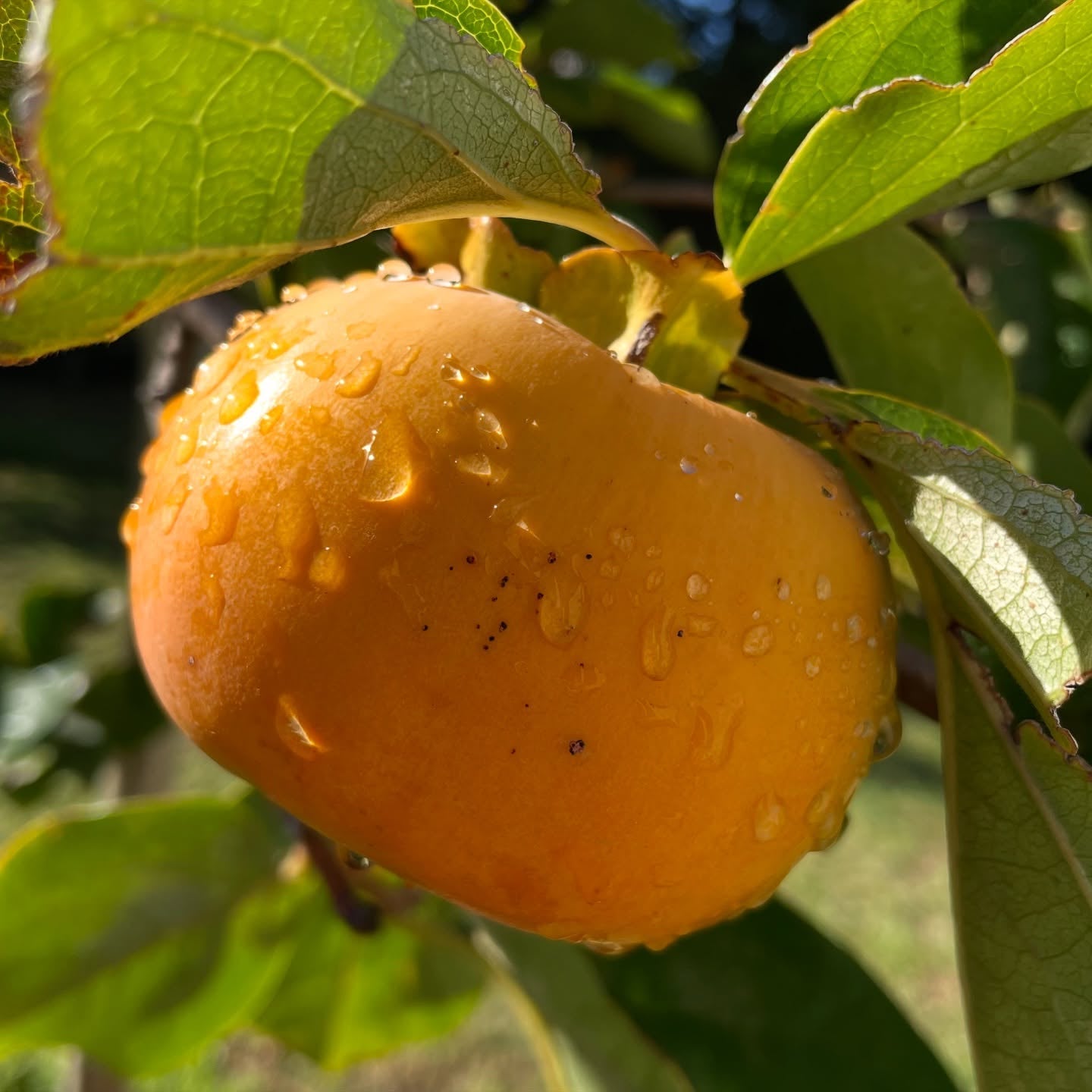 Persimmon Tree