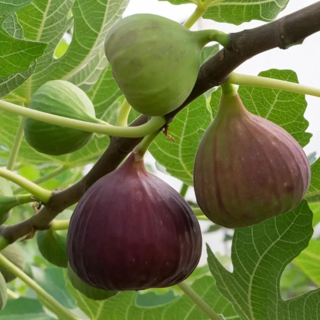 Black Fig Tree