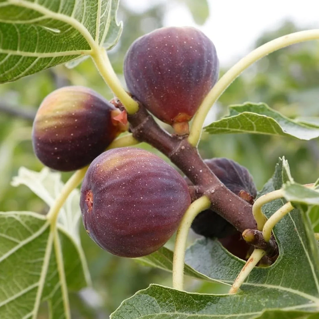 Black Fig Tree