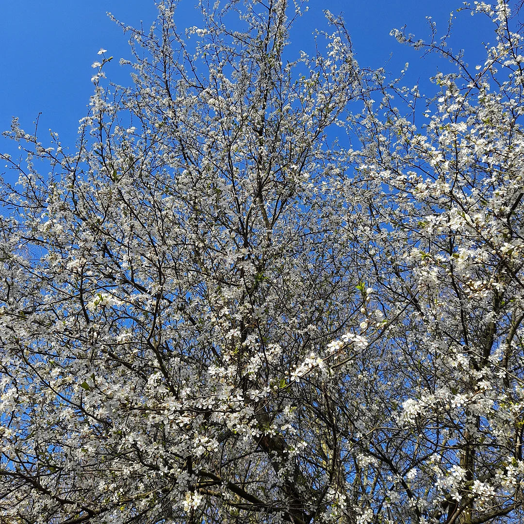 Almond Tree