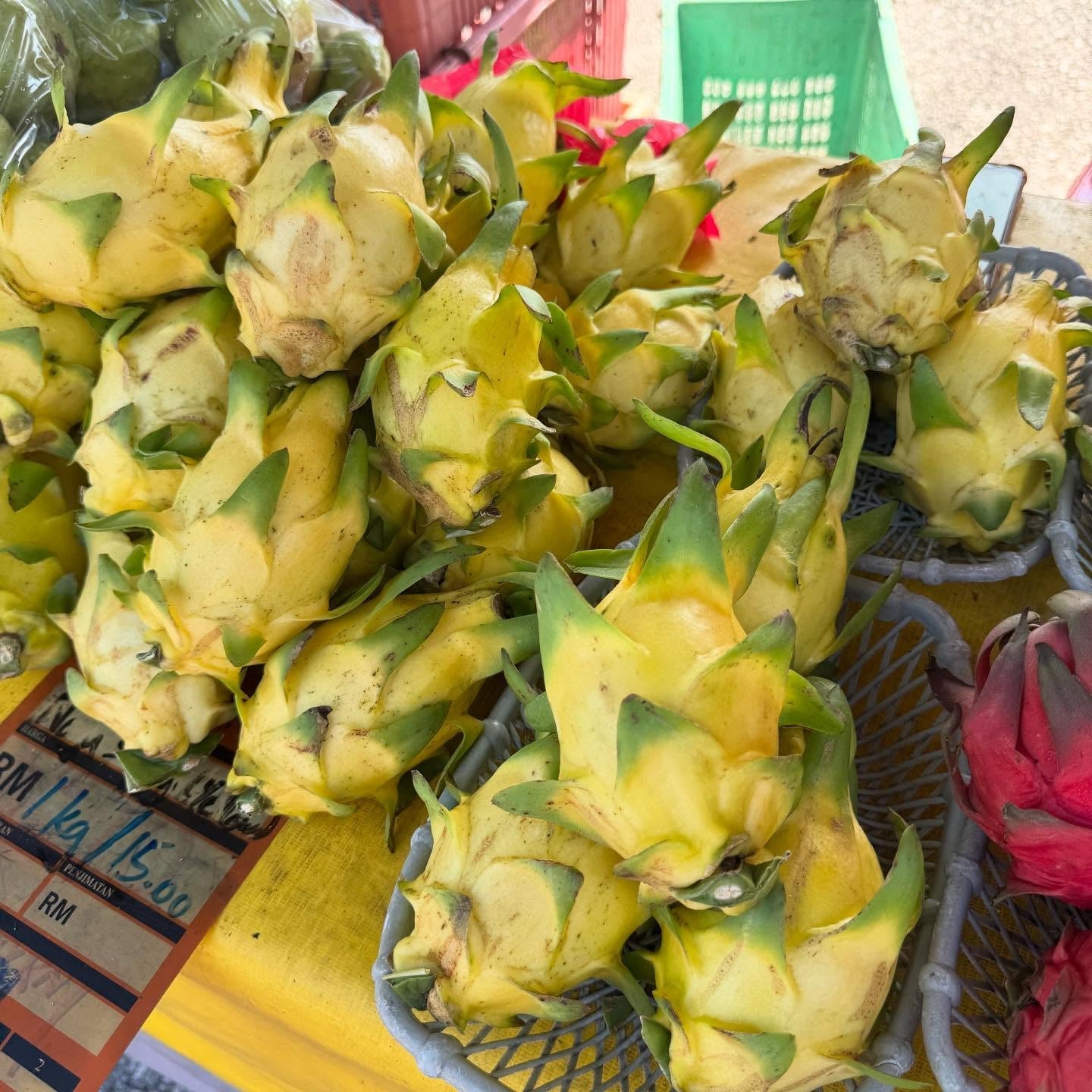 Dragon Fruit Plant (Yellow Variety – Selenicereus megalanthus)