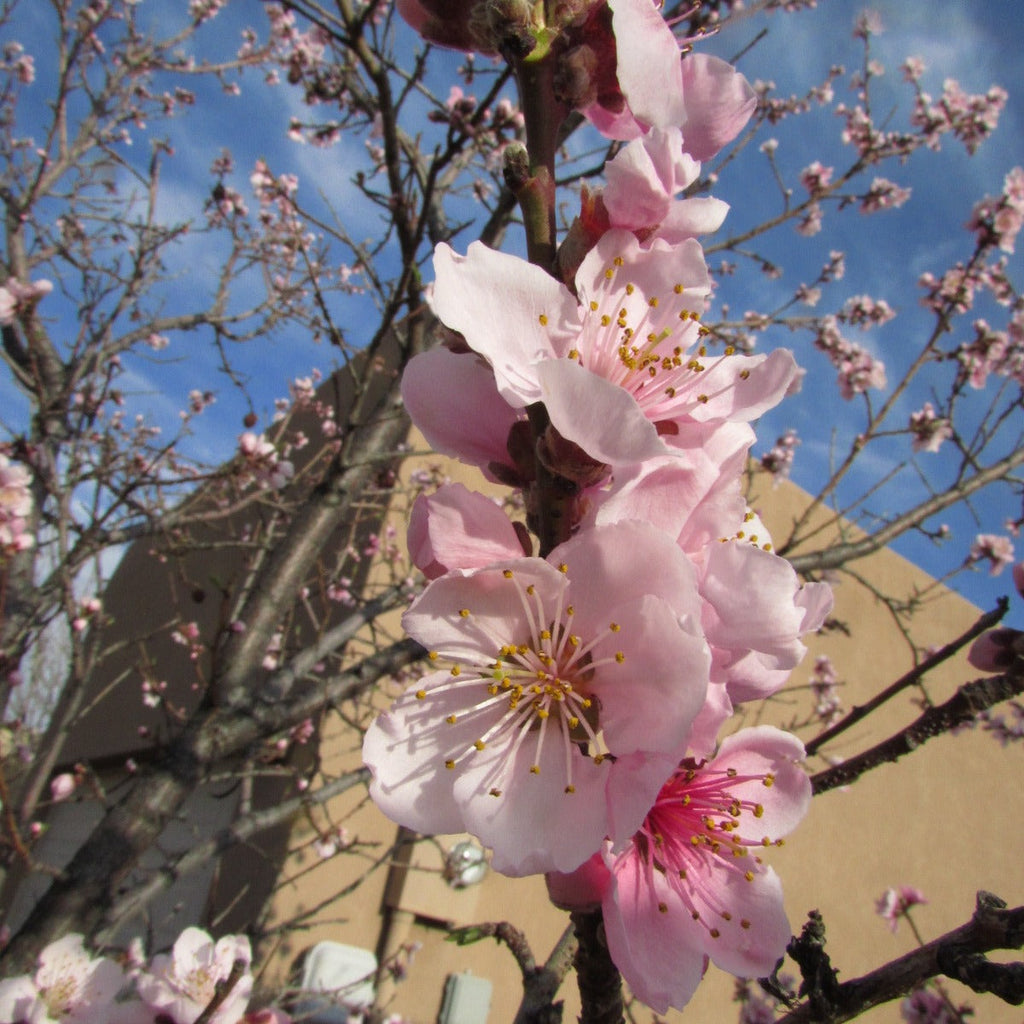 Peach Tree