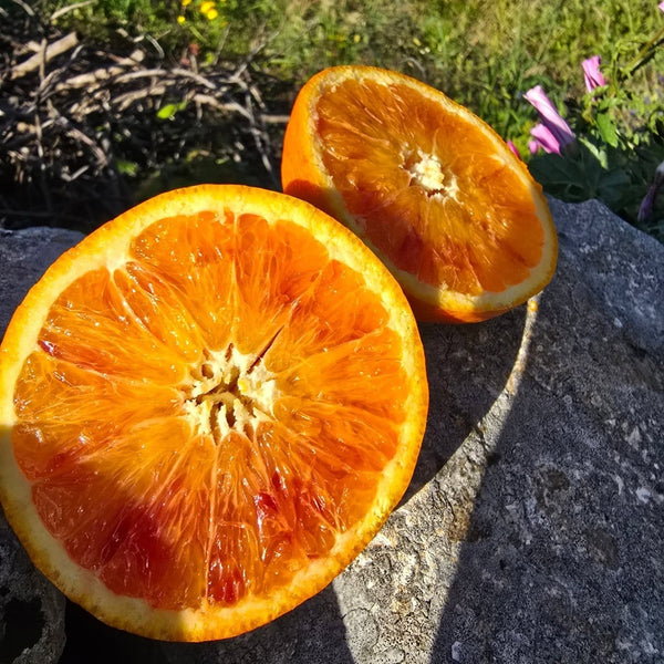 Malta Tree (Sweet Orange)