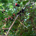 Mulberry Tree (Black Shehtoot)