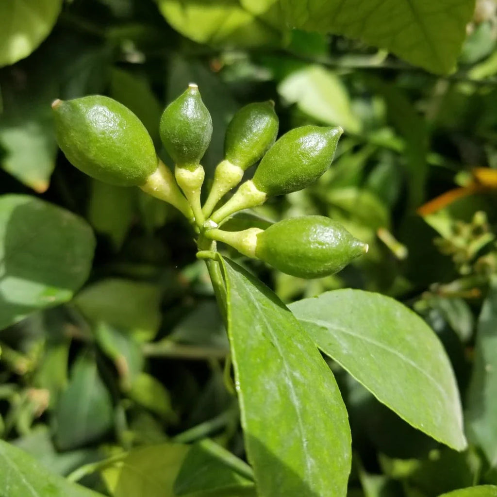 Grapefruit Tree (Chakotra)